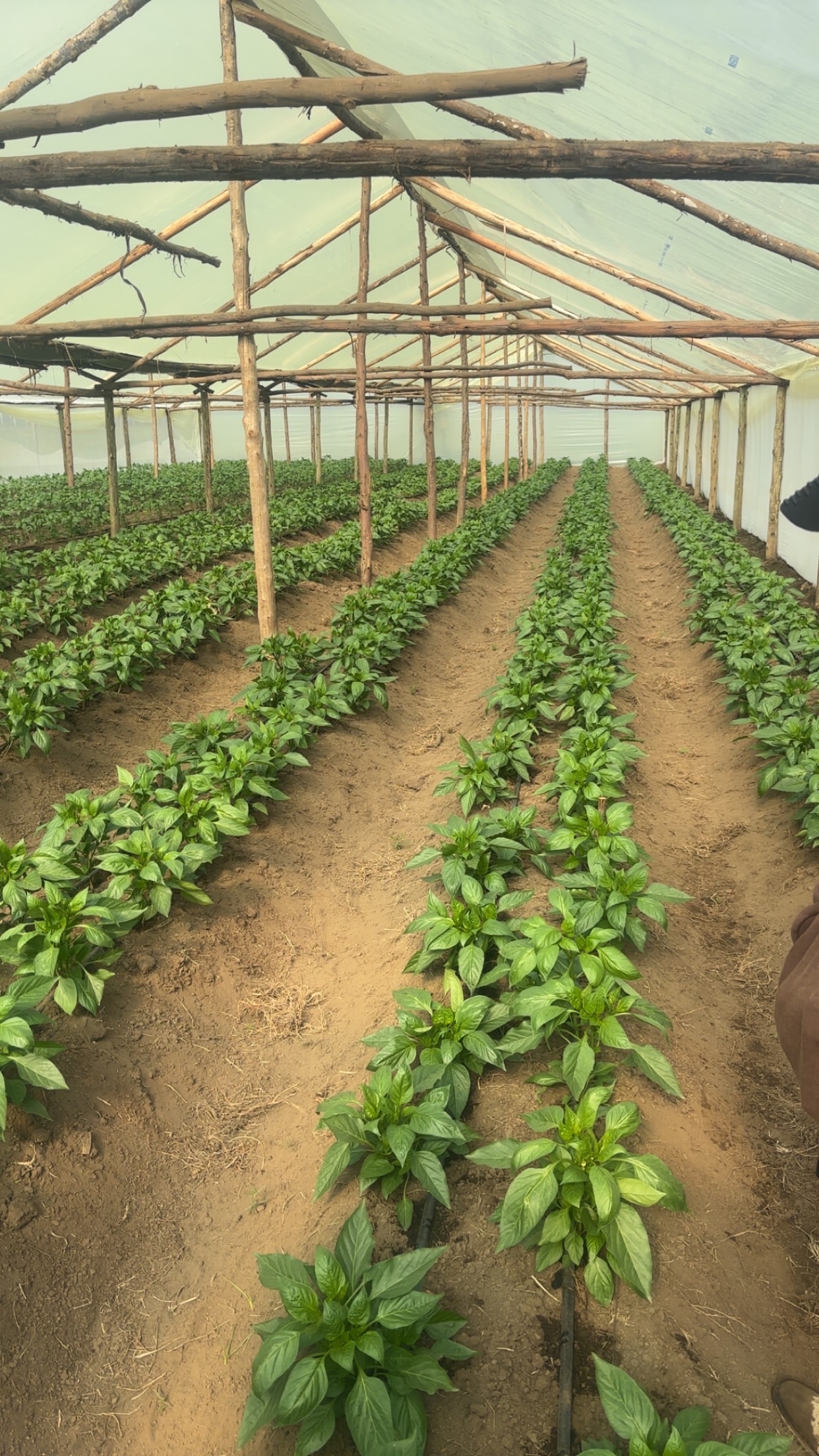 Naivasha Farm